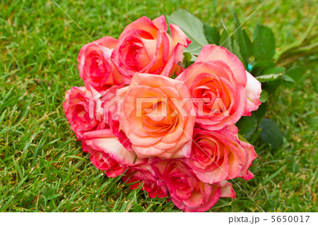 round bouquet of pink  roses 5650017