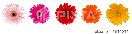 heads of gerbera flowers 5650035