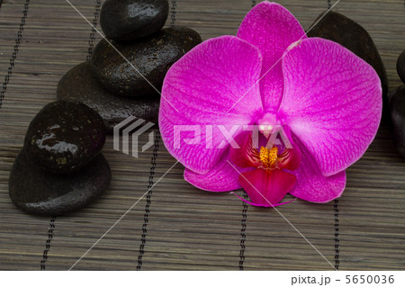 zen stones and orchid zen stones and orchid 5650036
