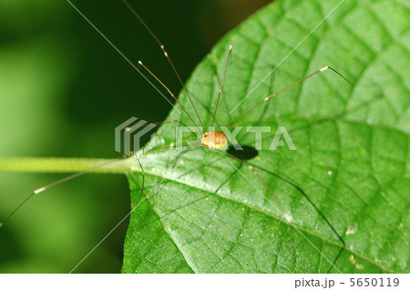 モエギザトウムシ 5650119