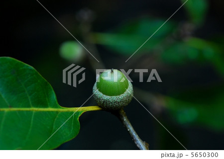 ナラガシワ ナラガシワ 5650300