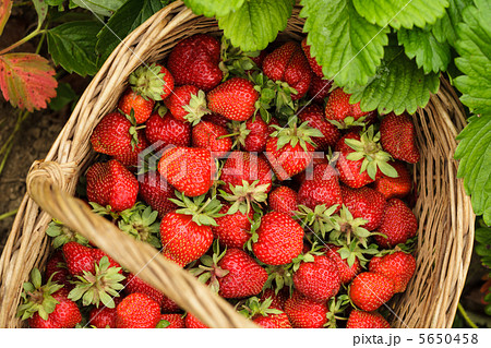 Strawberries in a basket 5650458