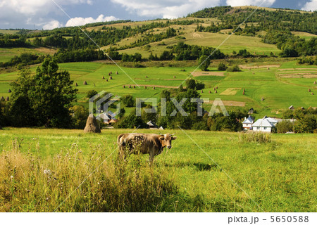 Cow graze in field Cow graze in field 5650588