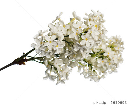 White lilac branch isolated on white White lilac branch isolated on white 5650698
