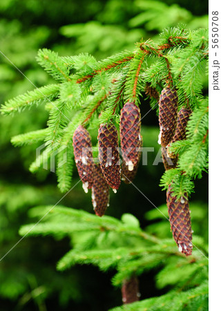 Cones on pine 5650708