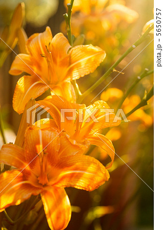 Orange lilies Orange lilies 5650757