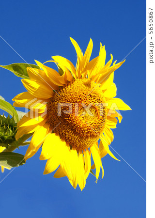 Sunflwer on sky Sunflwer on sky 5650867