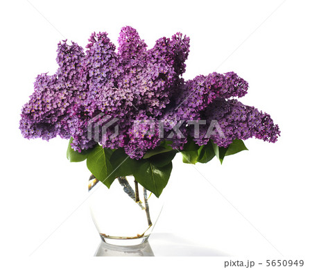 lilac bouquet isolated on white 5650949