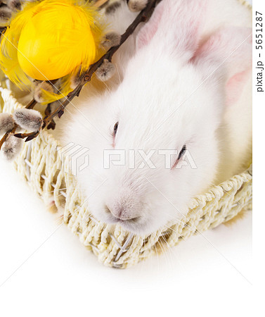 Rabbit in a basket 5651287