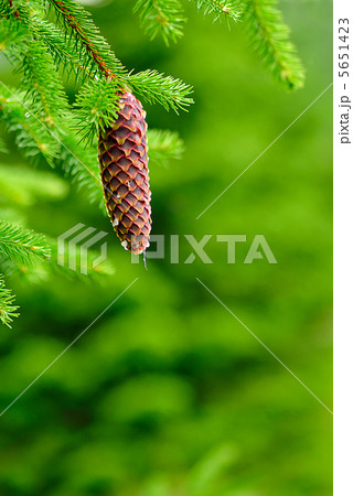 Cones on pine Cones on pine 5651423