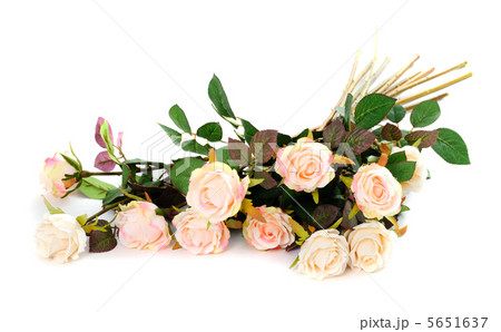 Pink roses isolated 5651637