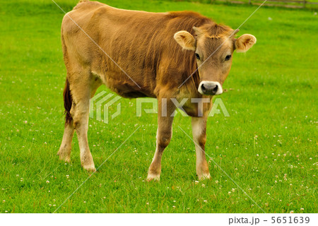 Cow graze Cow graze 5651639