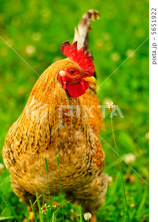 Cock 5651922