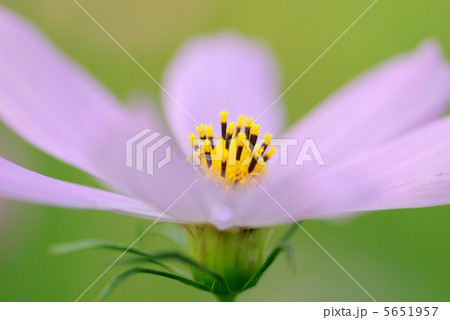 Macro flower Macro flower 5651957