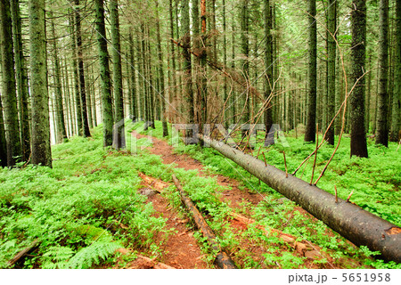 Forest with fallen trees Forest with fallen trees 5651958