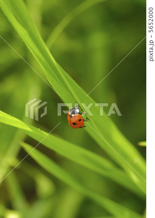 ladybird on grass 5652000