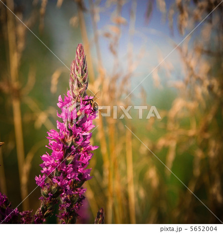 Bee on the flower 5652004