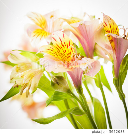 Pink alstroemeria isolated Pink alstroemeria isolated 5652083