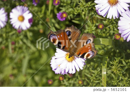Romantic background Romantic background 5652101