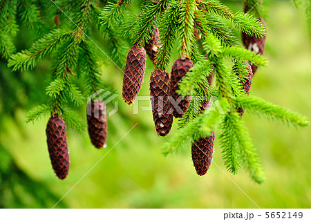 Cones on pine 5652149