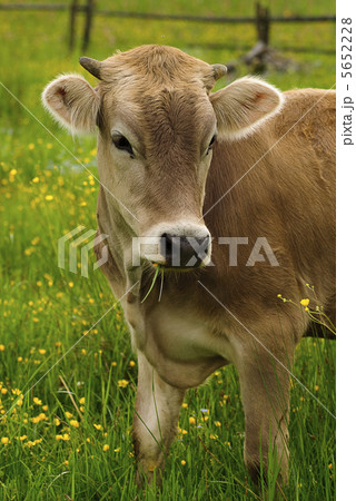 Cow graze 5652228