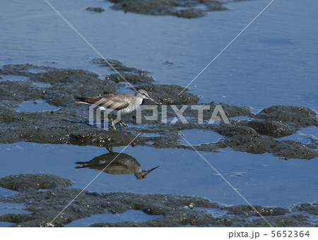 キアシシギ 5652364