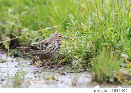 タヒバリ 5652402