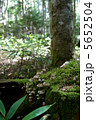 キノコ軍団と苔 5652504