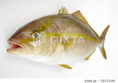 カンパチ(俯瞰) カンパチ(俯瞰) 5652546