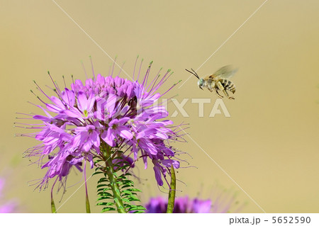 Exotic green eyed Long horned Bee Exotic green eyed Long horned Bee 5652590