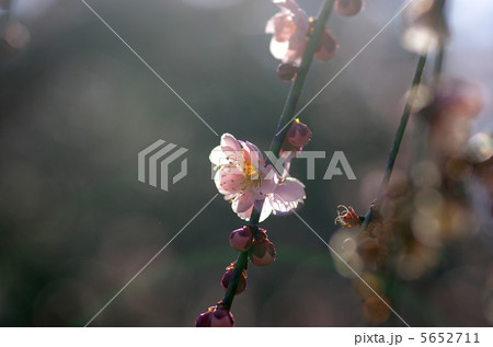 やわらかな光の中の梅 やわらかな光の中の梅 5652711
