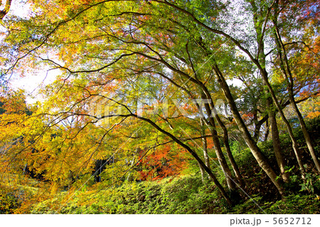 紅葉の木々 紅葉の木々 5652712