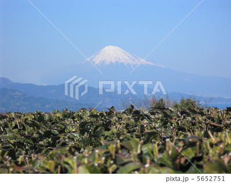 茶畑と富士山 5652751