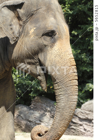 ゾウ アジアゾウ ゾウ アジアゾウ 5652815