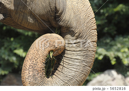 ゾウの鼻 5652816