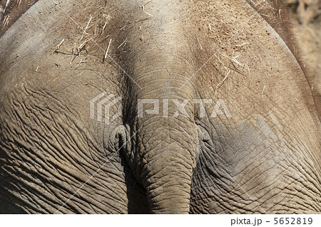 ゾウ　後姿 5652819