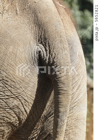 ゾウ 5652821