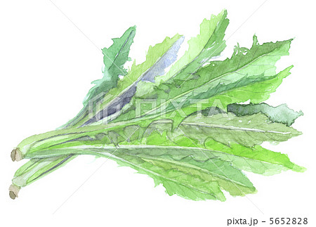 リーフチコリ 5652828