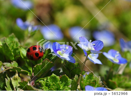 てんとう虫とオオイヌノフグリ てんとう虫とオオイヌノフグリ 5652966