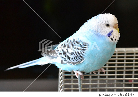 セキセイインコオパーリン１の写真素材