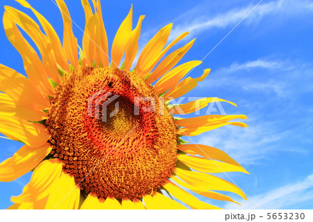 夏　ヒマワリ　元気 5653230