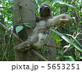 野生のナマケモノ 5653251