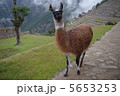 マチュピチュのリャマ 5653253