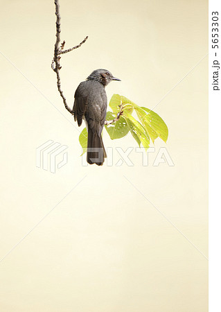 ヒヨドリ ヒヨドリ 5653303