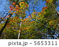 秋の色づき 5653311