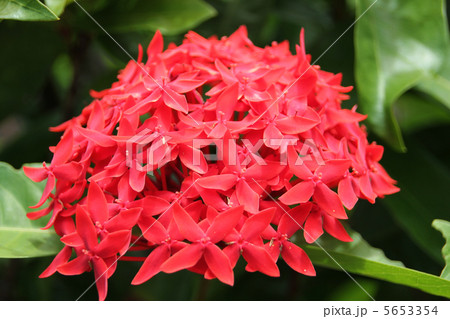 三段花（サンダンカ） 5653354