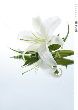 ユリ ユリ 5653666