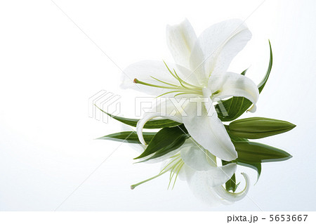 ユリ 5653667