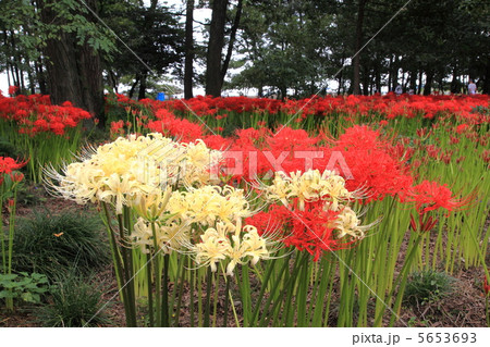 早川渕彼岸花の里(境三ツ木ヒガンバナ群生地)-伊勢崎にて 早川渕彼岸花の里(境三ツ木ヒガンバナ群生地)-伊勢崎にて 5653693