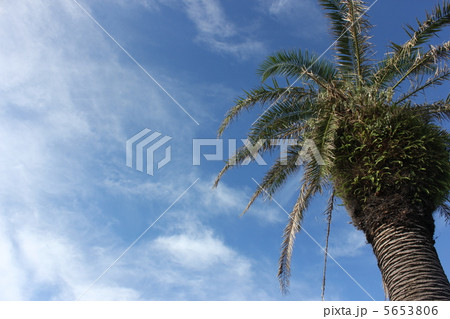 青空に似合う椰子 5653806